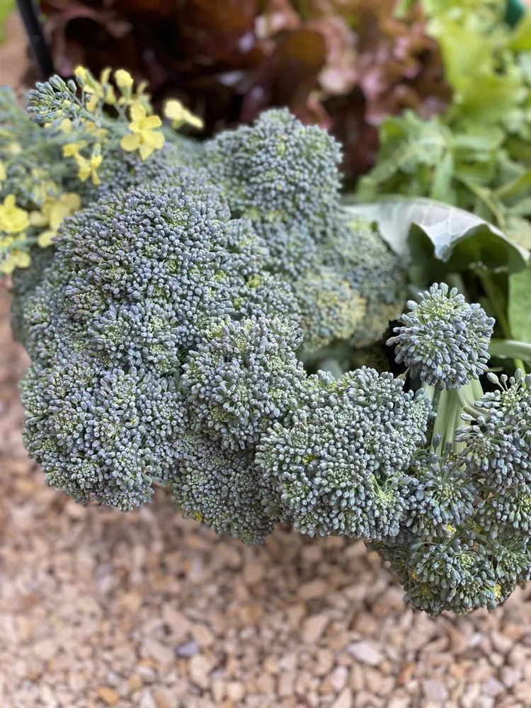 Local garden landscaping with custom design across Los Angeles, CA - Hope Gardens