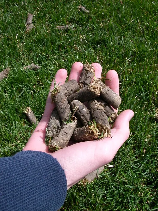 Custom yard cleanup service for year-round maintenance across Durham, NC - Hope Valley Lawn and Landscape