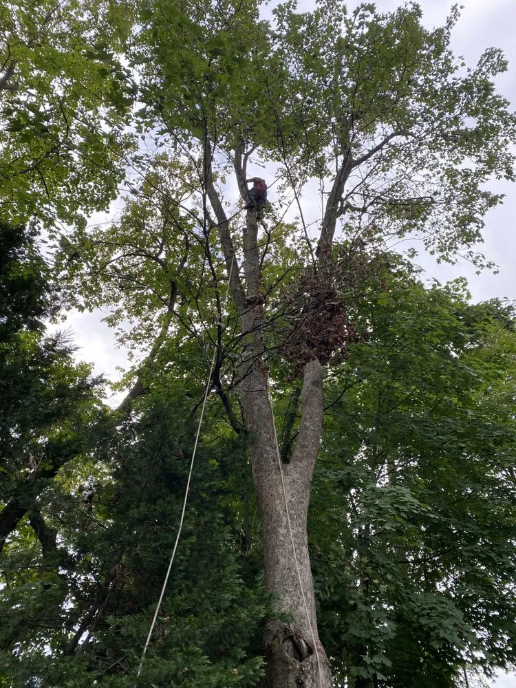 Professional yard maintenance for beautiful yards in Middletown Township, NJ by Hope's Landscaping