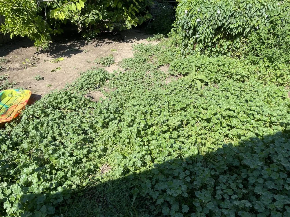 Expert yard maintenance in Milwaukee, WI by Hopkins Handiwork