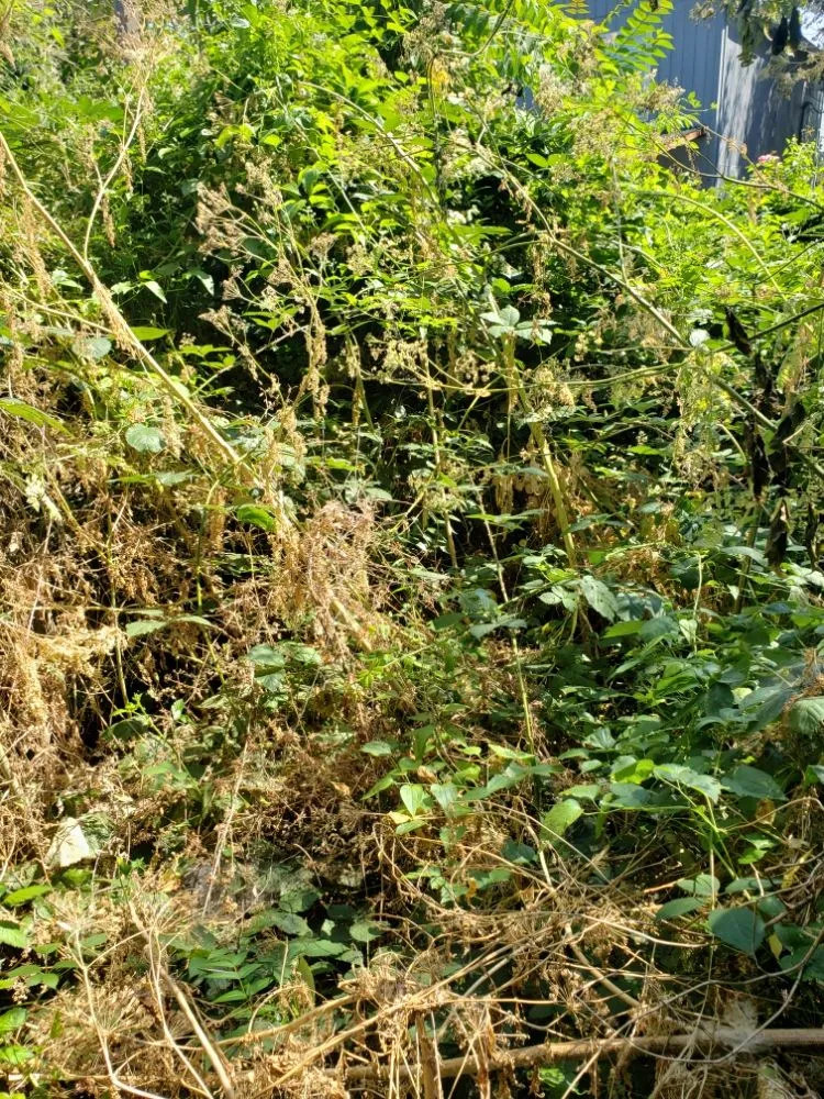 Custom landscape installation for outdoor upgrades across Portland, OR - Hopkins PDX Services