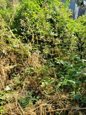 Hopkins PDX Services Logo