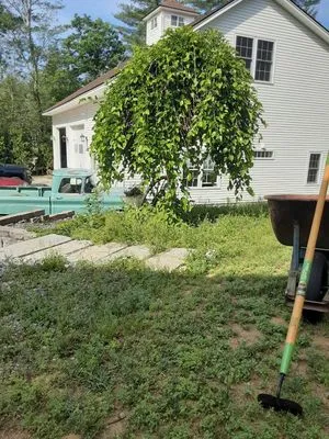 Hoppie's Professional Services Lawn Care + Landscaping Logo