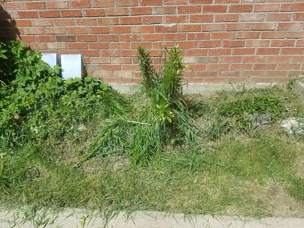 Custom yard cleanup service in Denver, CO by Horizon Landscape & Irrigation