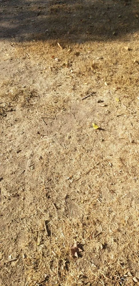 Reliable yard maintenance experts serving Modesto, CA - Horizon Landscaping