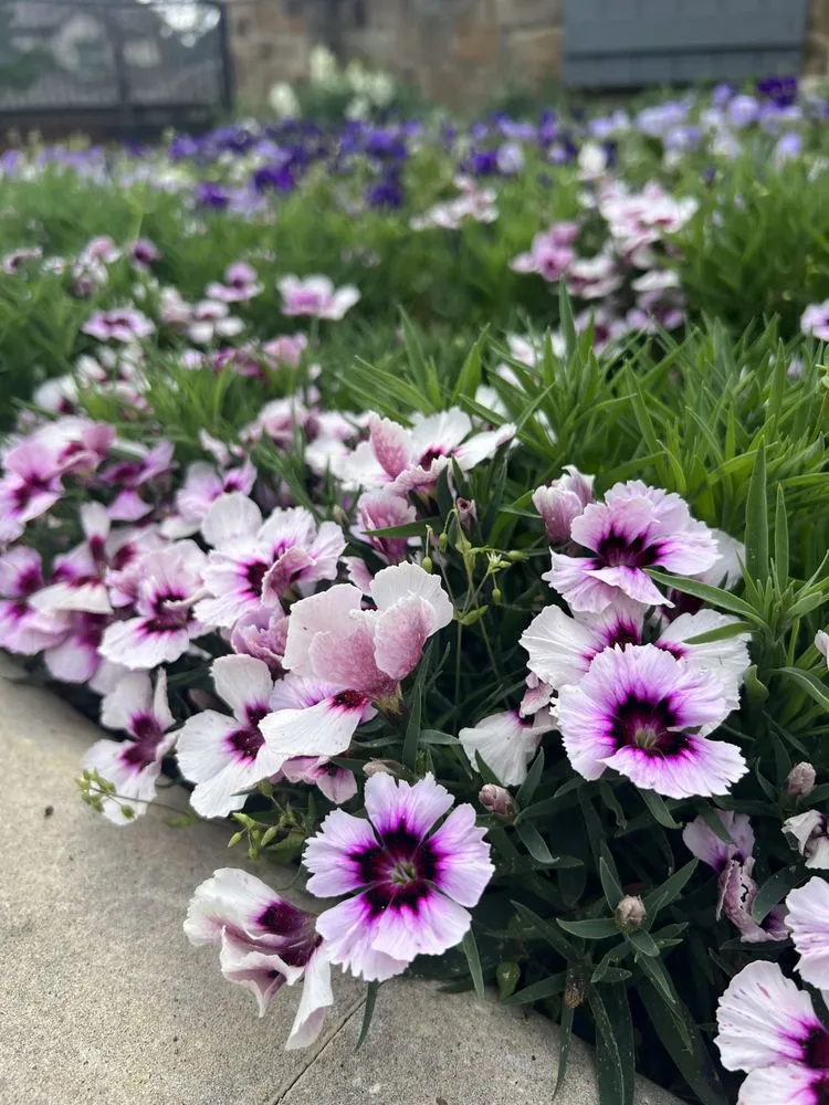 Reliable landscaping services experts serving Cypress, TX - Horizon Lawn & Landscape