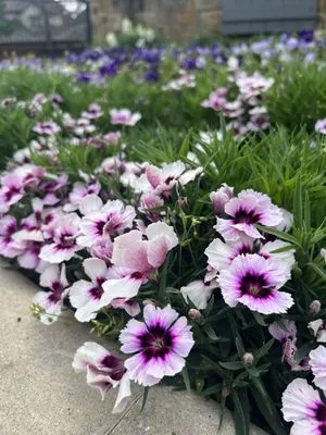 Horizon Lawn & Landscape Logo