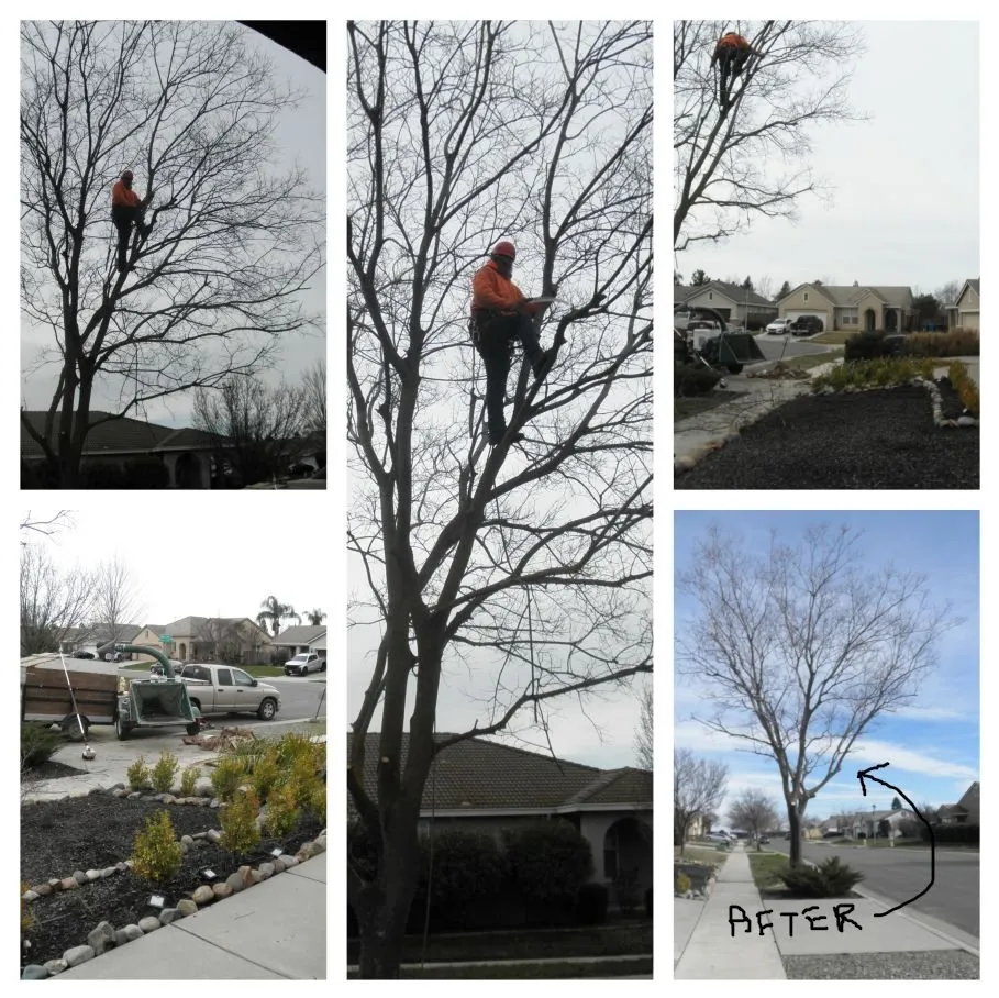 Reliable landscaping services in Olivehurst, CA by Horizon Tree Service
