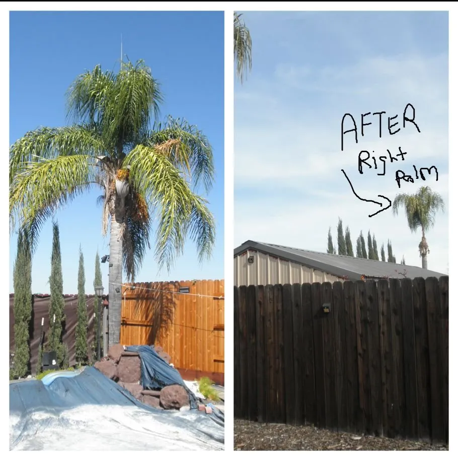 Custom landscape design for beautiful yards in Olivehurst, CA by Horizon Tree Service