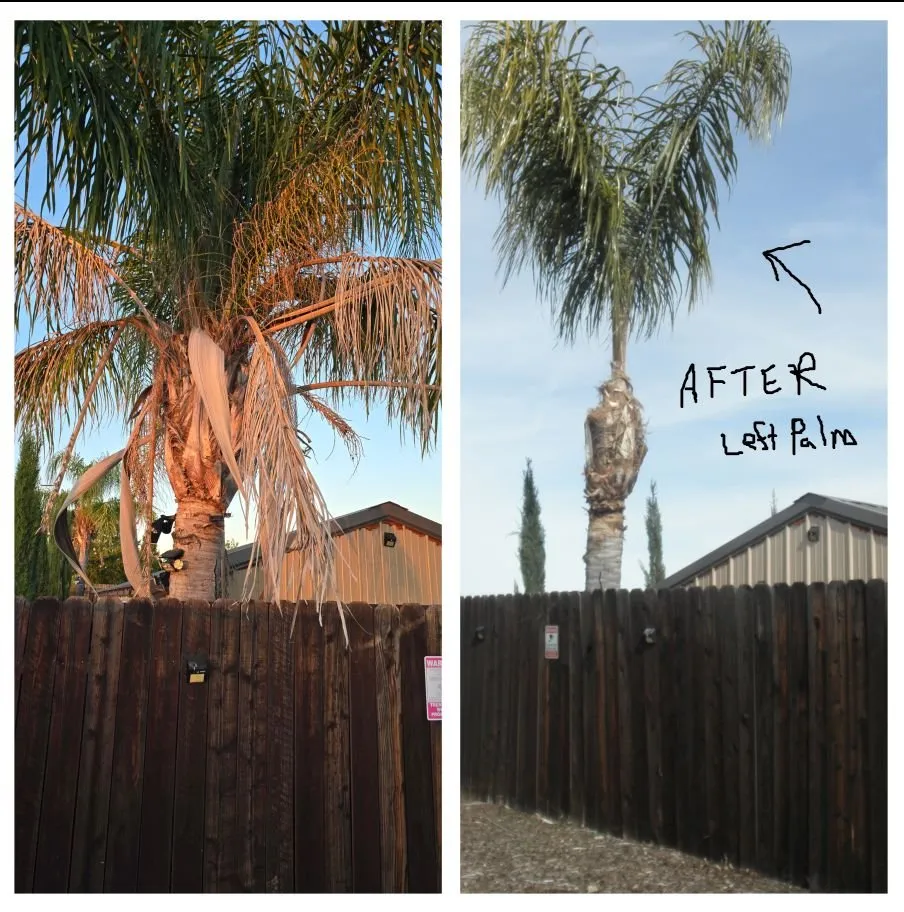 Reliable landscape design near you across Olivehurst, CA - Horizon Tree Service