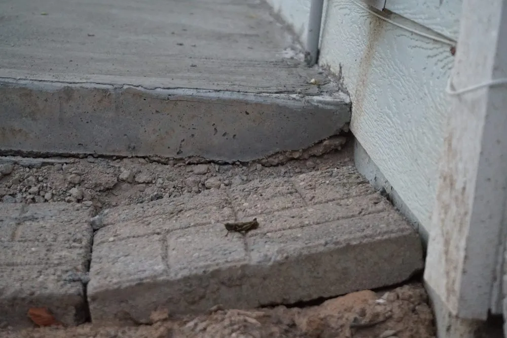 Trusted yard maintenance in Windsor, CO - Hornback Landscaping and Junk Removal