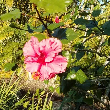 Top-rated outdoor landscaping in Cape Coral, FL by Horseman's Landscape