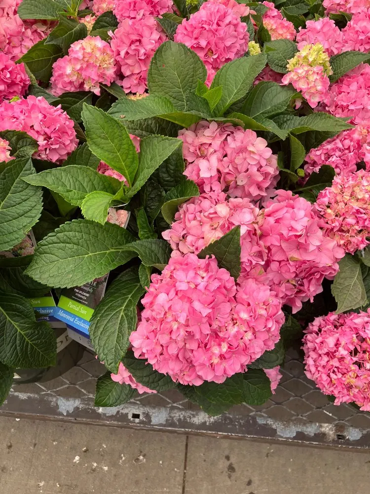 Expert garden landscaping in Noblesville, IN - Horseshoe Lawn and Pool Services