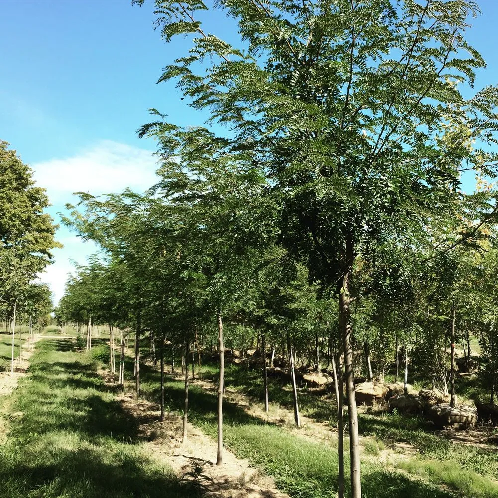 Expert residential landscaping for residential properties in Charlotte, VT by Horsford Gardens & Nursery