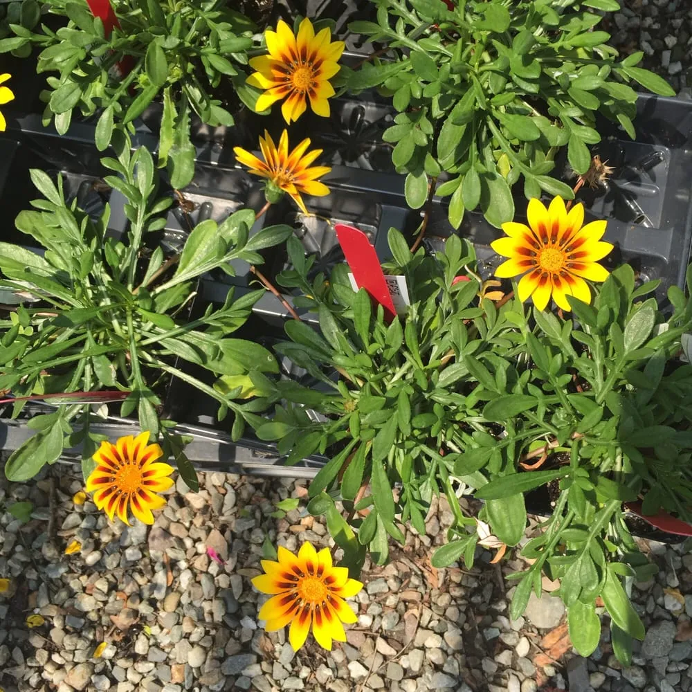 Reliable landscaping services for beautiful yards across Charlotte, VT - Horsford Gardens & Nursery