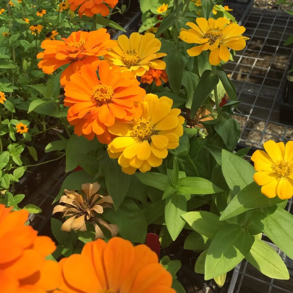 Local garden landscaping for homes in Charlotte, VT by Horsford Gardens & Nursery