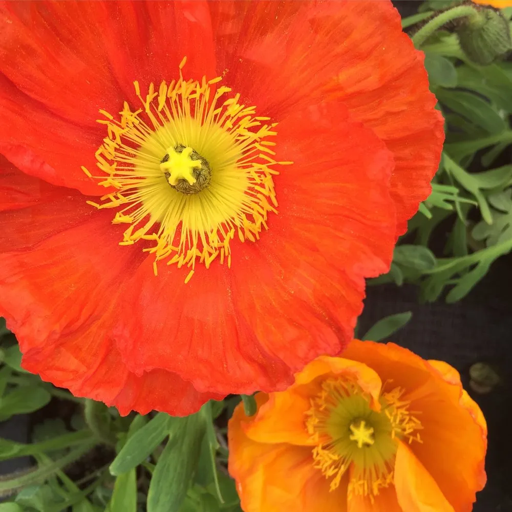 Top-rated landscape design in Charlotte, VT - Horsford Gardens & Nursery