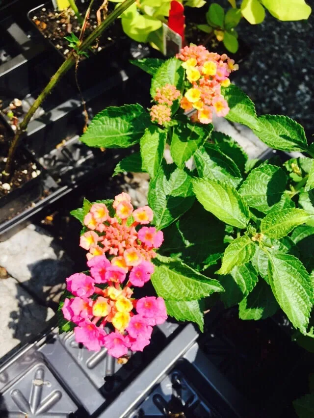 Affordable yard cleanup service near you across Charlotte, VT - Horsford Gardens & Nursery