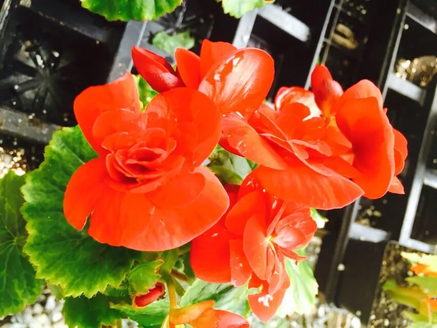 Reliable lawn mowing service in Charlotte, VT - Horsford Gardens & Nursery