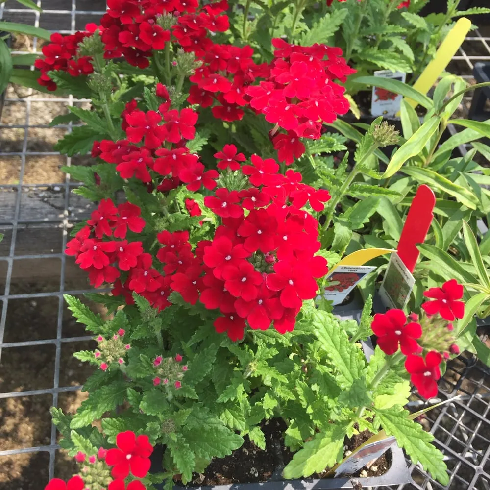 Professional yard maintenance in Charlotte, VT by Horsford Gardens & Nursery