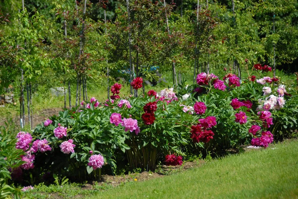 Top-rated landscaping services in Charlotte, VT - Horsford Gardens & Nursery