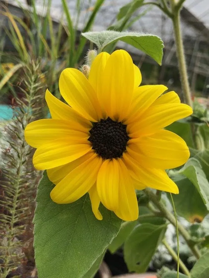 Reliable landscaping services in Little Rock, AR - Horticare Landscape Management