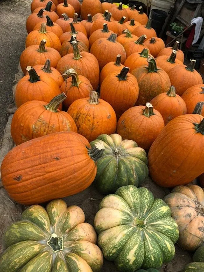 Local outdoor landscaping for year-round maintenance across Little Rock, AR - Horticare Landscape Management