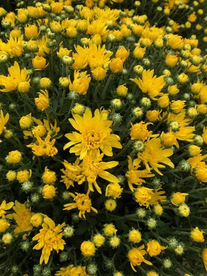 Trusted residential landscaping experts serving Little Rock, AR - Horticare Landscape Management