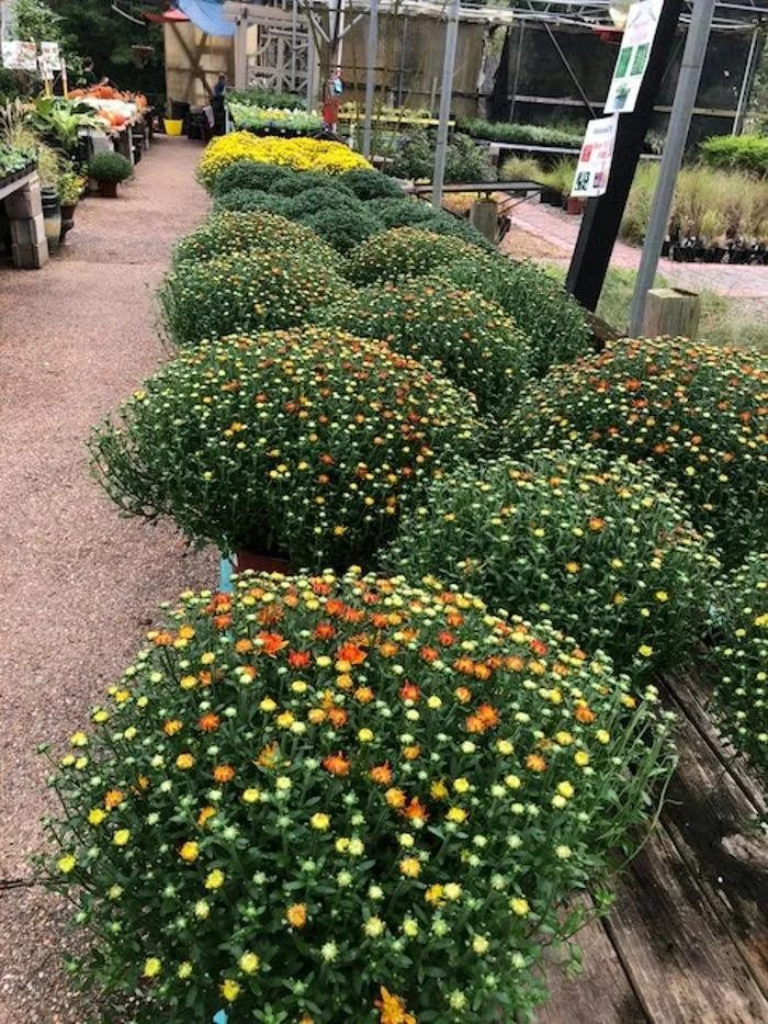 Top-rated landscape design for beautiful yards in Little Rock, AR by Horticare Landscape Management