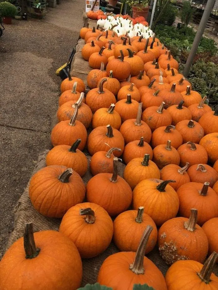 Trusted lawn mowing service in Little Rock, AR - Horticare Landscape Management