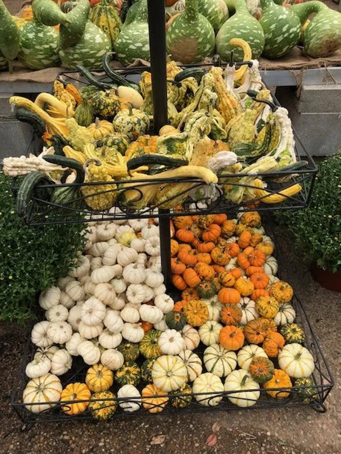 Professional lawn care service near you in Little Rock, AR by Horticare Landscape Management