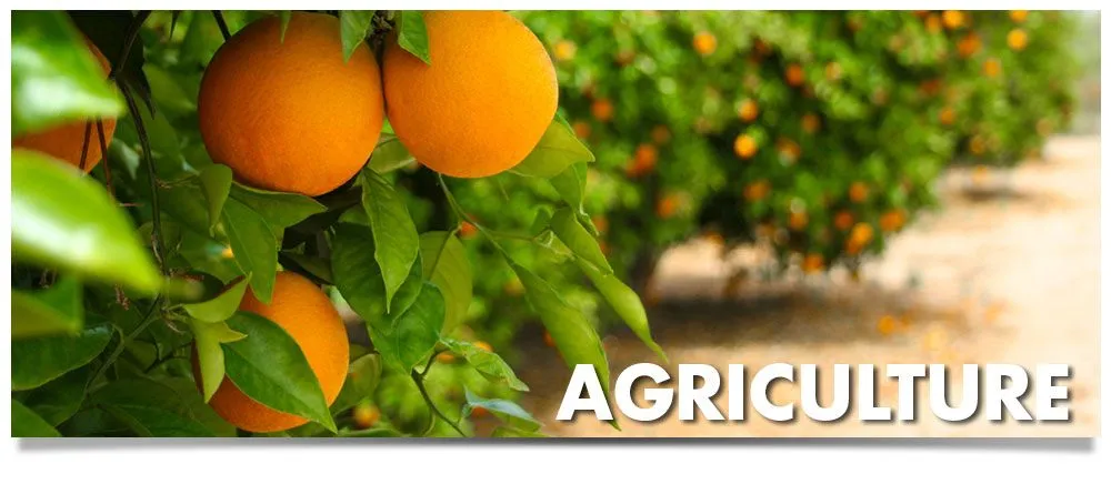 Top-rated yard maintenance for outdoor upgrades in Sarasota, FL by Horticultural Alliance