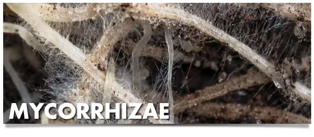 Reliable lawn mowing service for year-round maintenance across Sarasota, FL - Horticultural Alliance