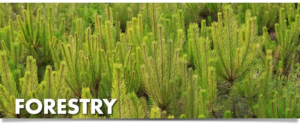 Affordable landscaping services in Sarasota, FL by Horticultural Alliance