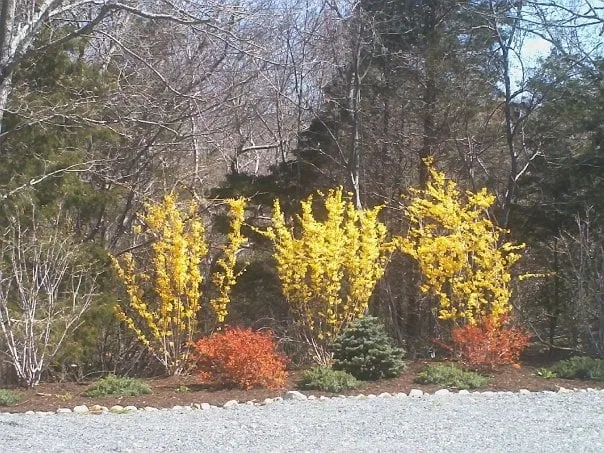 Local residential landscaping for residential properties in Hyannis, MA by Horticultural Dna, Inc