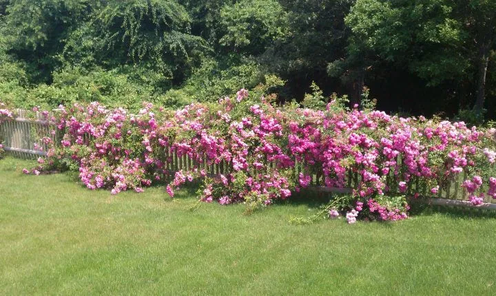 Trusted outdoor landscaping experts serving Hyannis, MA - Horticultural Dna, Inc