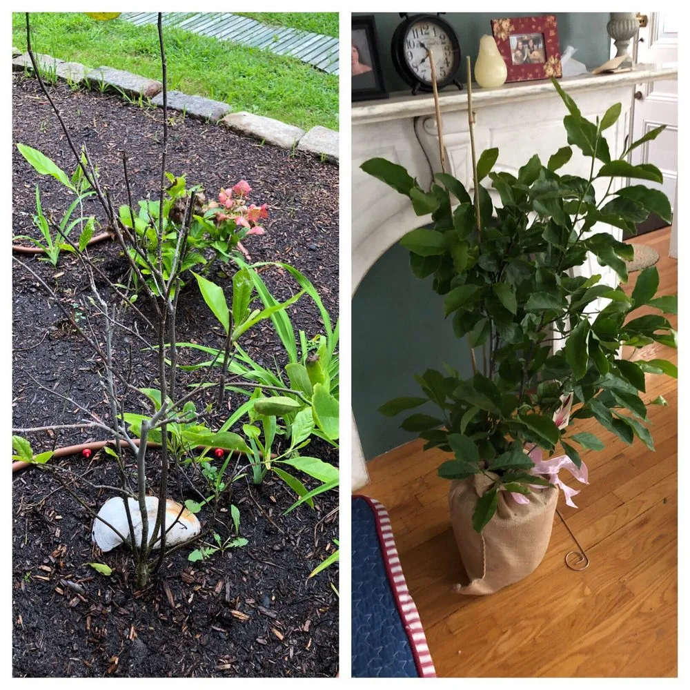 Affordable lawn care service in Hyannis, MA - Horticultural Dna, Inc