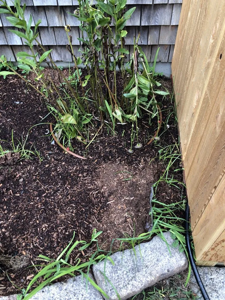 Expert yard maintenance for year-round maintenance across Hyannis, MA - Horticultural Dna, Inc