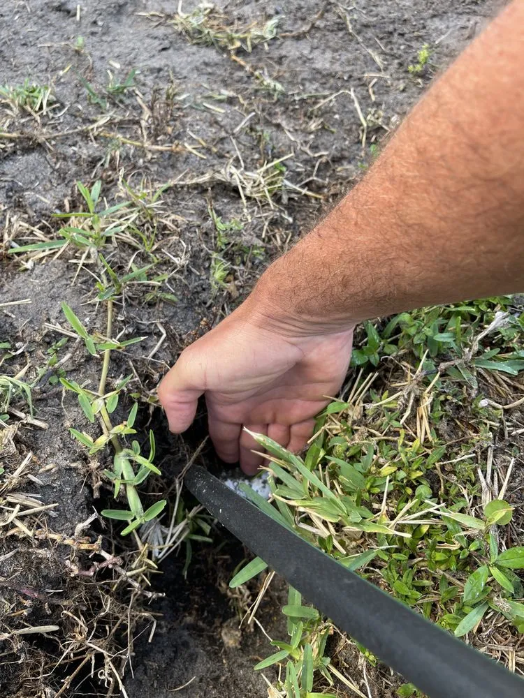 Affordable yard cleanup service experts serving Plantation, FL - Horticultural Services of South Florida