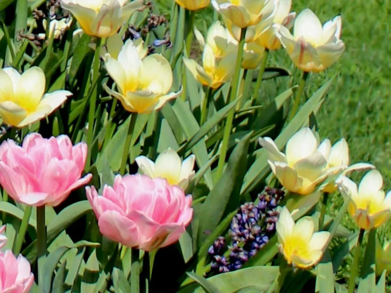 Reliable landscape design in Bedford Hills, NY by Horticultural Solutions