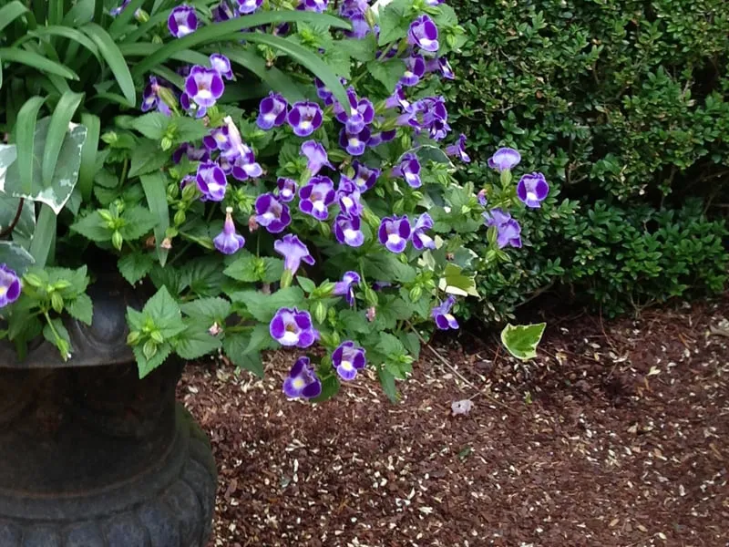 Expert landscaping services in Bedford Hills, NY by Horticultural Solutions