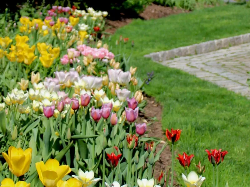 Custom landscape design in Bedford Hills, NY - Horticultural Solutions