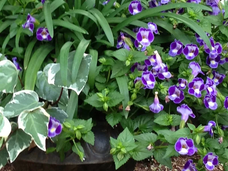 Custom landscape design experts serving Bedford Hills, NY - Horticultural Solutions