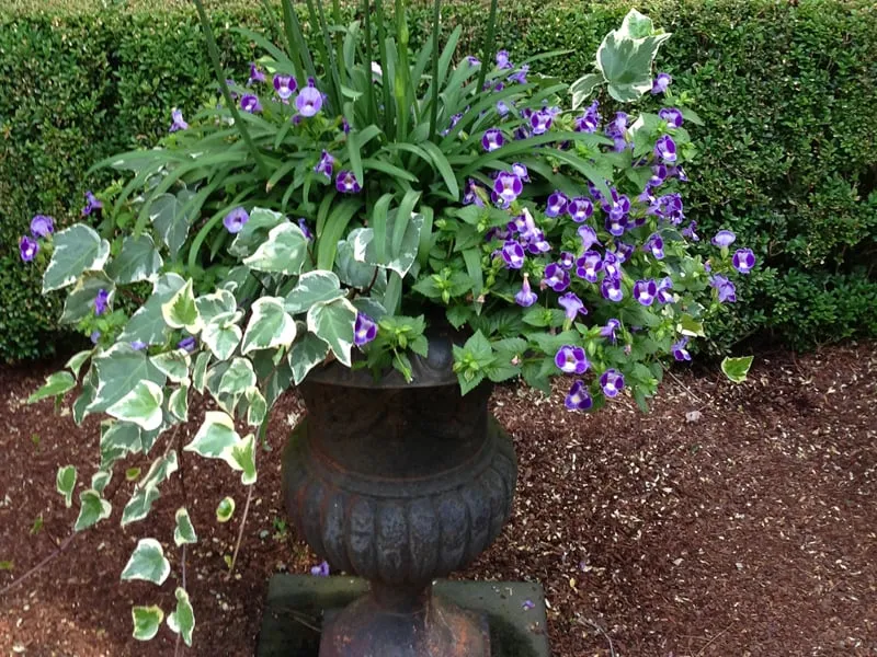 Custom landscape design in Bedford Hills, NY - Horticultural Solutions