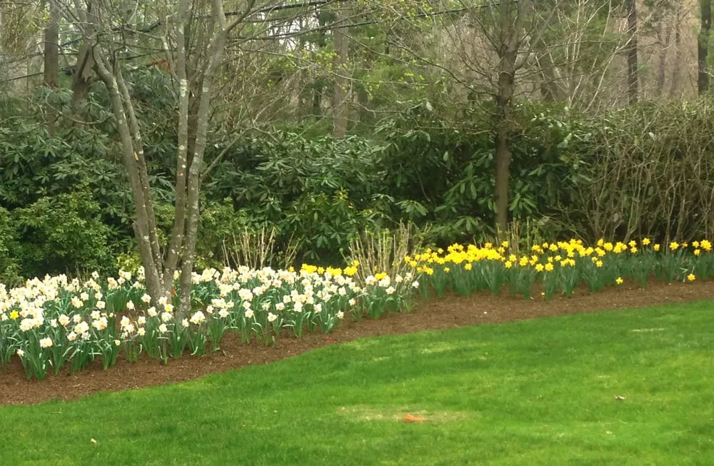 Professional landscape design near you across Bedford Hills, NY - Horticultural Solutions