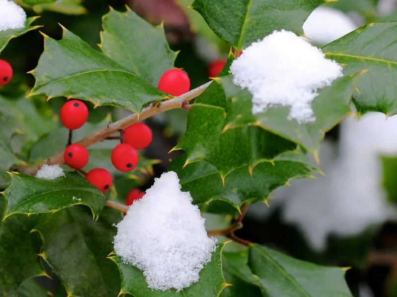 Reliable lawn care service experts serving Bedford Hills, NY - Horticultural Solutions