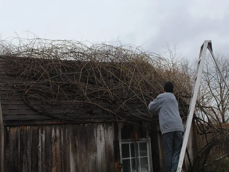Top-rated residential landscaping with custom design in Bedford Hills, NY by Horticultural Solutions
