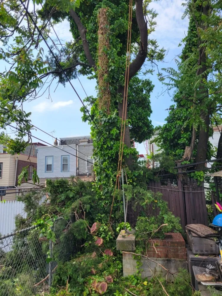 Reliable lawn mowing service in Philadelphia, PA - Horticulture Masterpiece