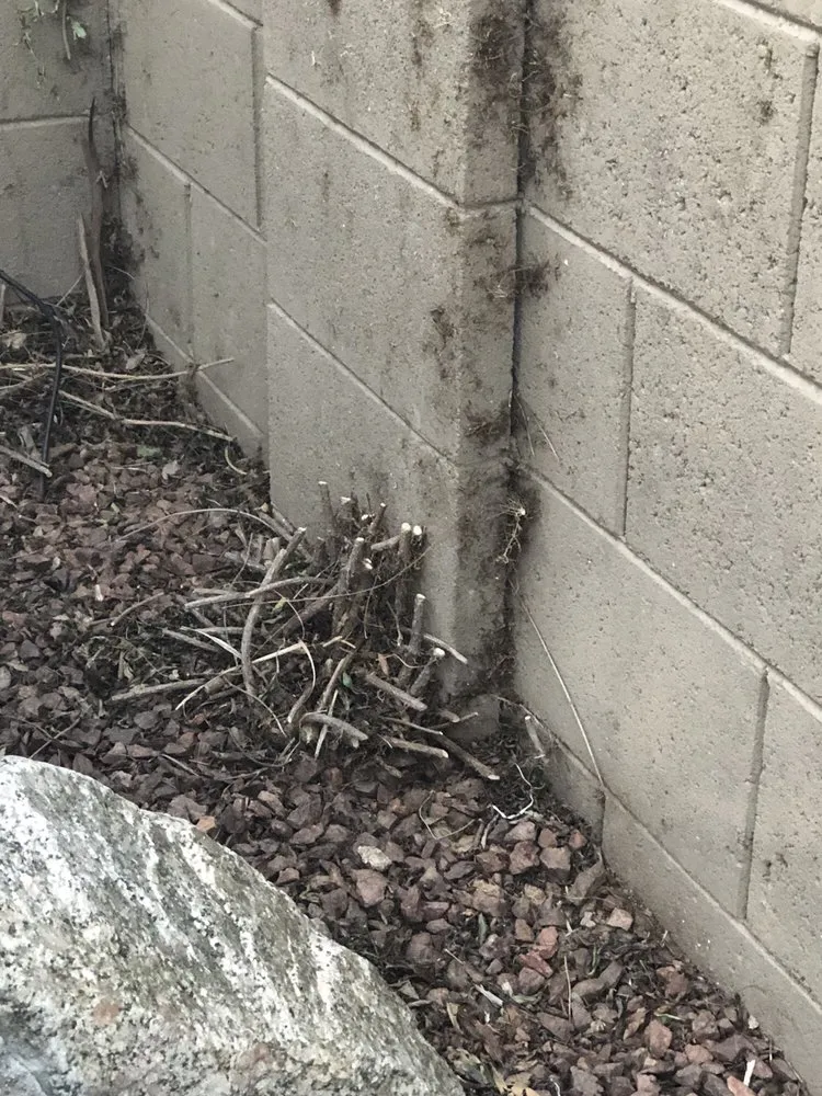 Affordable landscape design in Tucson, AZ - Horticulture Unlimited