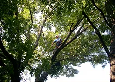 Affordable outdoor landscaping for beautiful yards in Crowley, TX by Horton Tree Service